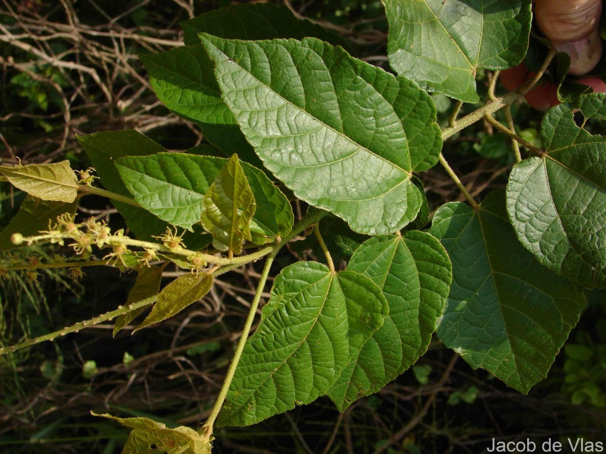 Croton caudatus Geiseler